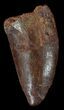 Bargain, Carcharodontosaurus Tooth #52863-1